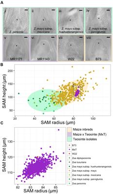 Modeling the Morphometric Evolution of the Maize Shoot Apical Meristem